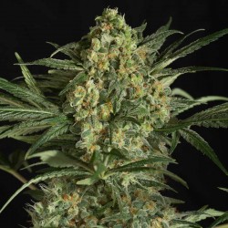 Semillas Banana Critical Feminizada